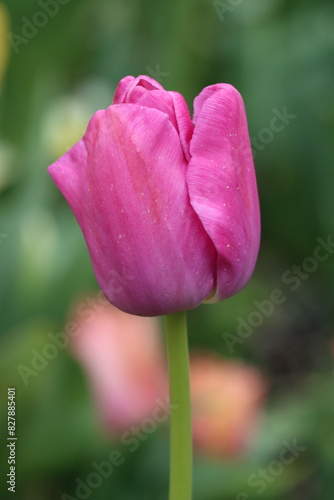 Vertical closeup of a single pink tulip