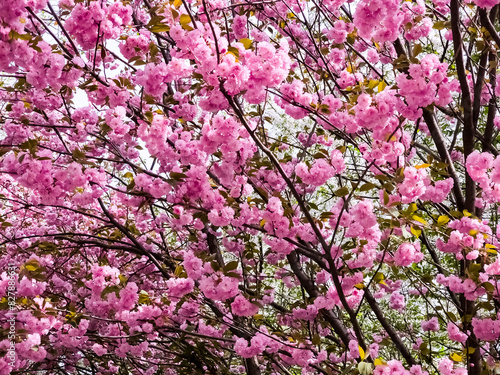 Beautiful sakura flowers. Background of pink Japanese cherry blossom flowers. Close-up