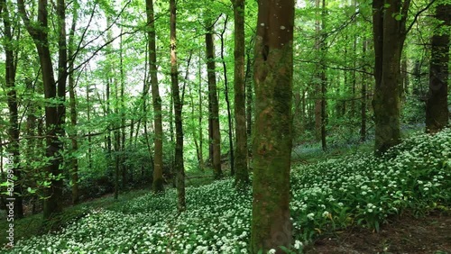 Wild garlic and bluebells among the trees in an Irish forest. Rossmore Park, Monaghan, Ireland