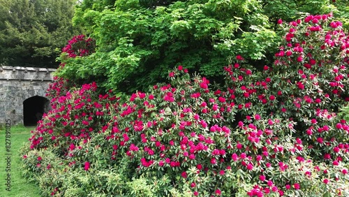 A wall of beautiful pink flowers and an old castle wall. Rossmore Park, Monaghan, Ireland photo