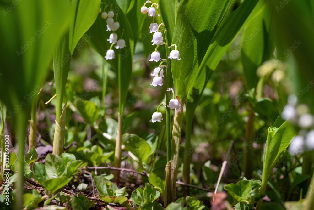 White lily of the valley flower in the forest. White lily of the valley flower in the forest.