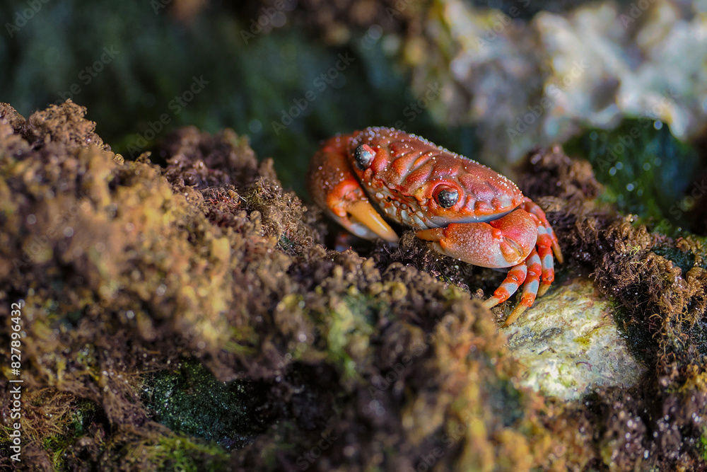 The red crab (Gecarcoidea natalis) is a species of land crab that is endemic to Christmas Island and the Cocos (Keeling) Islands in the Indian Ocean. Zanzibar The red crab (Gecarcoidea natalis) is a species of land crab that is endemic to Christmas Island and the Cocos (Keeling) Islands in the Indian Ocean. Zanzibar