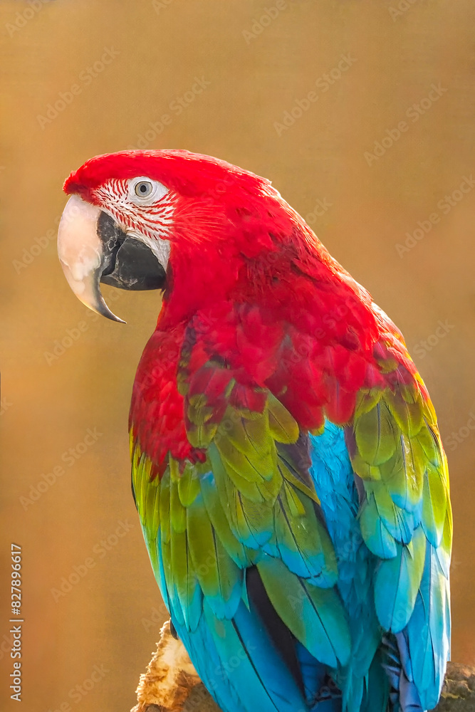 Green-winged macaw Ara chloropterus - a species of large bird from the neotropical parrot subfamily Arinae in the parrot family Psittacidae