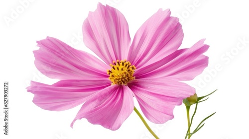 Cosmos flower in pink color isolated on a white background with a clipping path