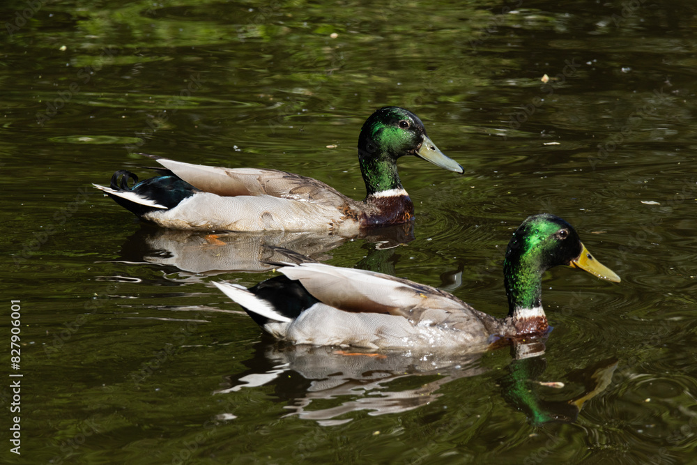 Fototapeta premium ducks in the water