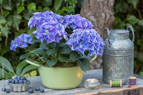 Garten-Arrangement mit blauer Bauerhortensie Hydrangea macrophylla und frischen Heidelbeeren photo