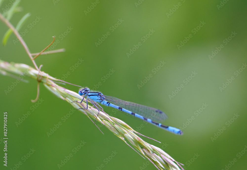 Common damselfly (Calopteryx virgo) is a species of dragonfly from the suborder Zygoptera, living in Europe Common damselfly (Calopteryx virgo) is a species of dragonfly from the suborder Zygoptera, living in Europe