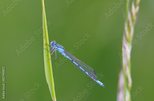 Common damselfly (Calopteryx virgo) is a species of dragonfly from the suborder Zygoptera, living in Europe © venars.original