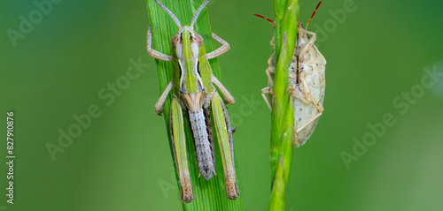 The green grasshopper (Tettigonia viridissima) is a common species of grasshopper. It mostly inhabits trees and shrubs. Like most grasshoppers (superfamily Tettigonioidea), they feed mainly on prey photo