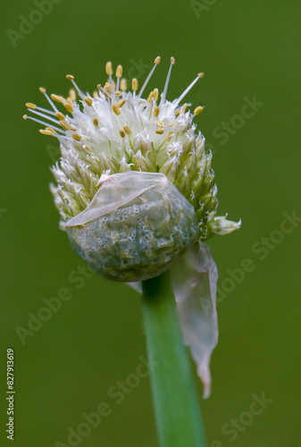 Winter onion, also known as scallion (Allium fistulosum) is a bulbous vegetable from the amaryllis family. It is popularly sometimes called a mowing photo