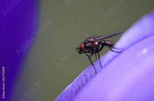 The tsetse fly (Glossina) is a genus of two-winged insects known as a carrier of sleeping sickness (caused by Trypanosoma gambiense) and nagana cattle disease
