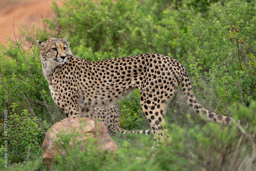 Cheetah at Pilanesberg National Park, South Africa Cheetah at Pilanesberg National Park, South Africa