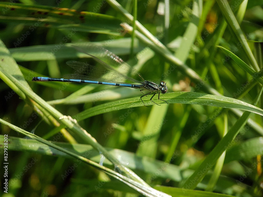 Damselfly on leaf Damselfly on leaf