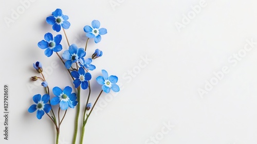 Forget me not flower against a white background