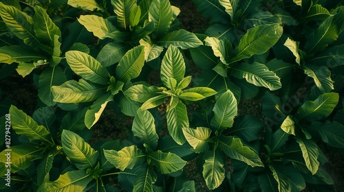 Top view of bright green leaves of tobacco bushes on a tobacco plantation at the flowering stage. Natural tobacco product. photo