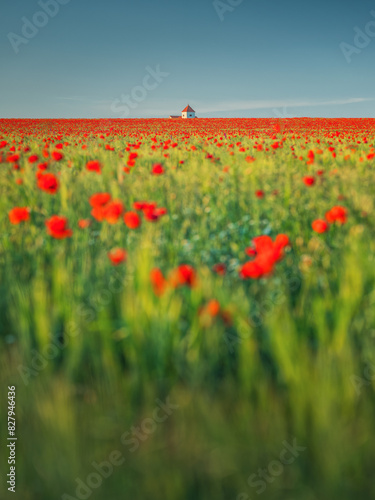 portrait view to farm house on horizon through meadow with red poppies in sunset time