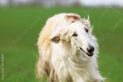 The dog, a white Russian Greyhound, close-up, shakes itself off, on a natural background of a green meadow.