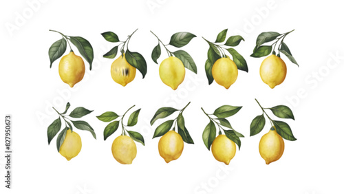 Branch with Lemons and Leaves Isolated on Transparent Background | Citrus Fruit Vector Illustration Collection