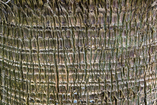 Coconut palm tree bark texture background. Close up of palm tree bark texture.