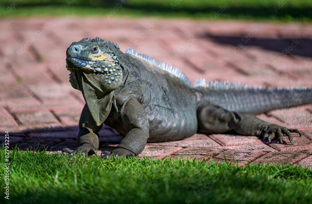 Fototapeta premium Adult Blue Iguana Looking at Camera