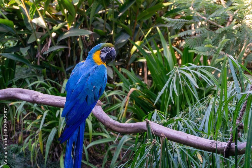 Obraz premium blue and yellow macaw