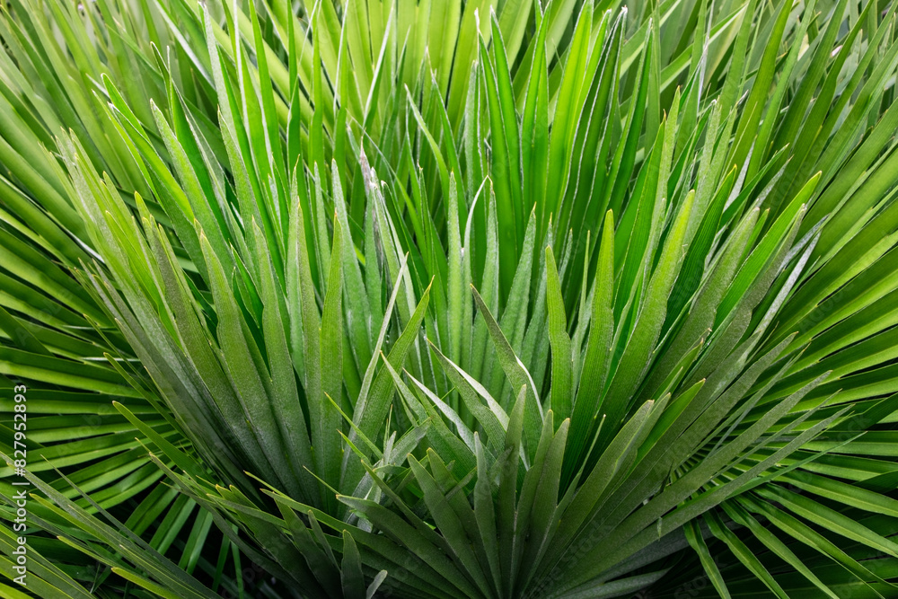 Palm leaves in the garden. Natural background. Close-up. Palm leaves in the garden. Natural background. Close-up.