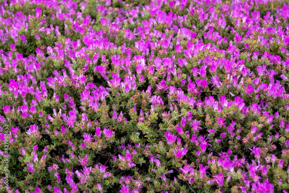 Naklejka premium Purple flowers in the garden, Thailand. Selective focus.