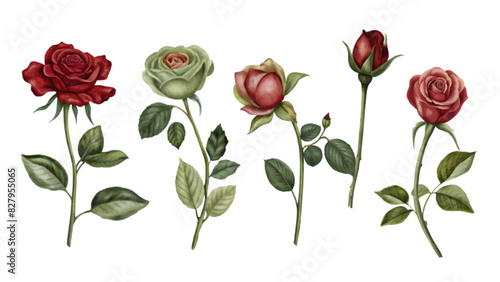 Wallpaper Mural Set of Vector Flat Roses Isolated on Transparent Background | Romantic Floral Vector Illustrations Pack Torontodigital.ca