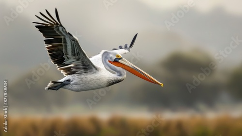Flying characteristics of the Dalmatian pelican photo