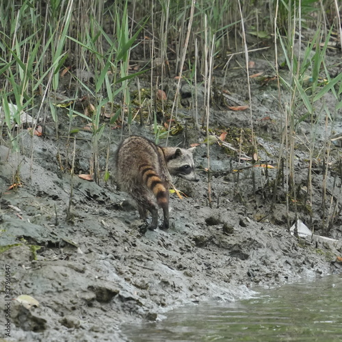 racoon dog in a forest photo