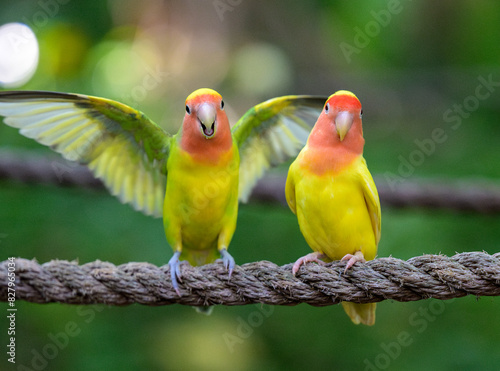 A Pair of Lutino Lovebirds Couple with Open Wings