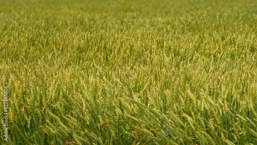 Slow motion of green wheat field during early summer in the Canadian countryside. View of agriculture wheat field at strong wind. Wheat farm crops moving in wave from strong wind. Food concept. photo