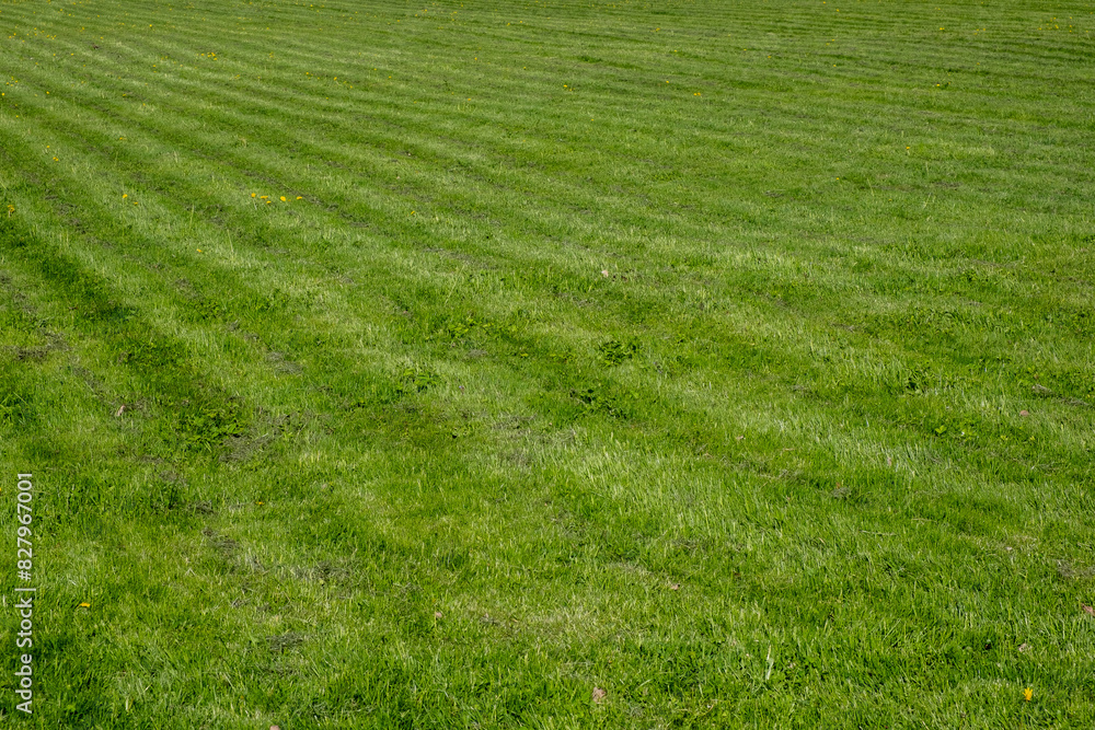 Neatly trimmed green grass of the lawn on the field Neatly trimmed green grass of the lawn on the field