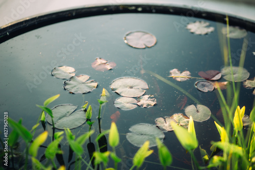 water lilies in a street flower pot decoration 