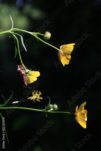 Photography May beetle on a yellow flower in the wild.