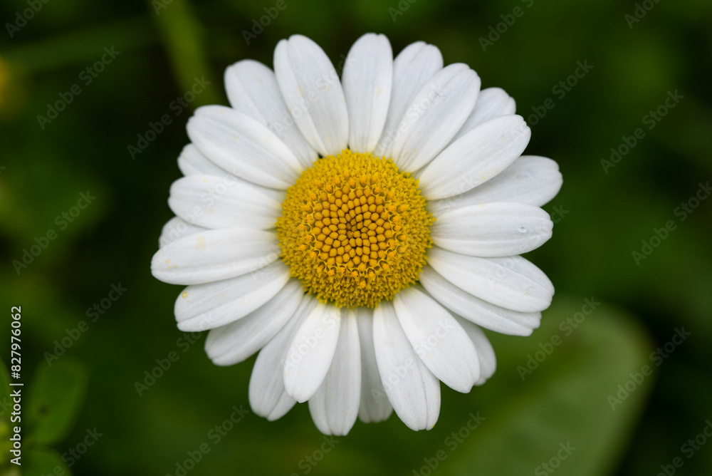 Fototapeta premium Daisy flower macro in the grass
