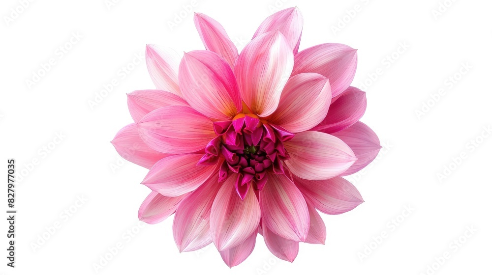 Pink Spring flower Mona Lisa flower isolated on white background Pink Spring flower Mona Lisa flower isolated on white background