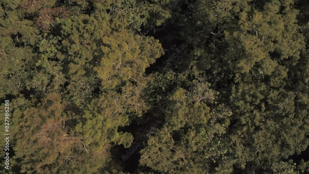 Aerial Top Forward Shot Of Motorboat Moving On River In Green Forest During Sunny Day - Bayou Vista, Texas Aerial Top Forward Shot Of Motorboat Moving On River In Green Forest During Sunny Day - Bayou Vista, Texas