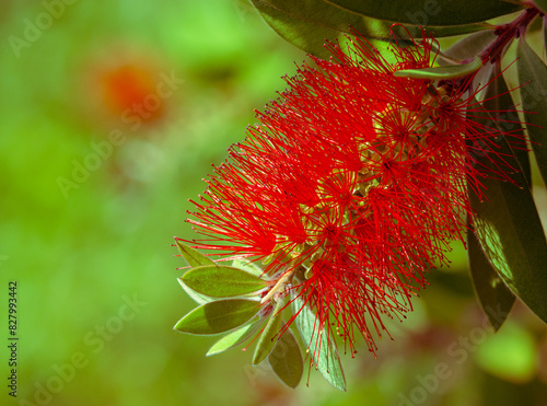 Single red bottlebrush flower closeup, detail, selective focus, Callistemon citrinus, in northern California, beautiful, filaments, green leaves
