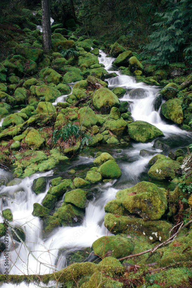 Forest Waterfall scene in Willamette Forest, Oregon, long exposure flowing water Forest Waterfall scene in Willamette Forest, Oregon, long exposure flowing water