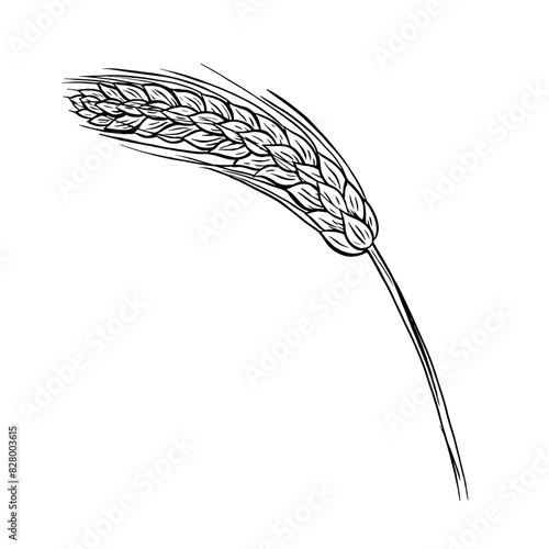 A sketch of an ear of wheat, barley and grain malt. For a poster about the beer or whiskey production process at the brewery. Vector vintage illustration with engraving. A hand-drawn design element.