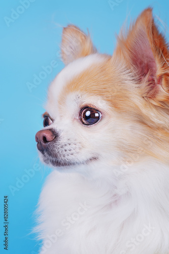 Portrait of a cute dog. Chihuahua white with red color on a blue background profile. © Lesia