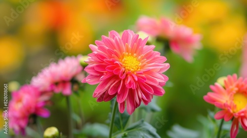 The Chrysanthemum blooms with beauty in the garden