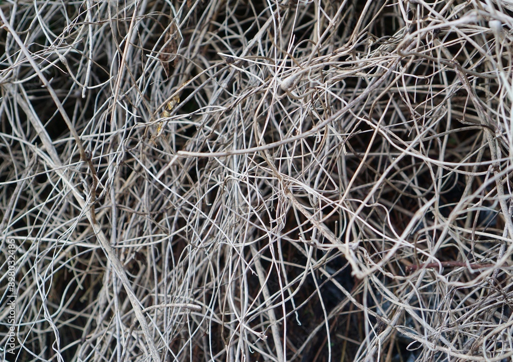 photo of grey dry kusthoy thin branches of a bush, suitable for background photo of grey dry kusthoy thin branches of a bush, suitable for background