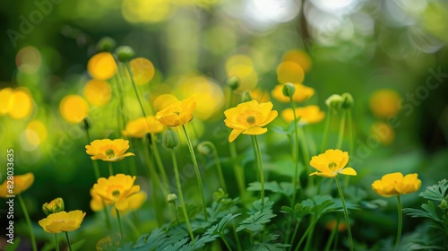 Tranquil isolated garden showcasing lovely buttercup flowers