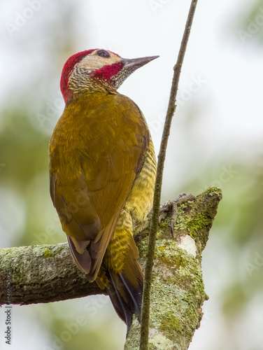 Golden-olive Woodpecker - Colaptes rubiginosus in Costa Rica photo