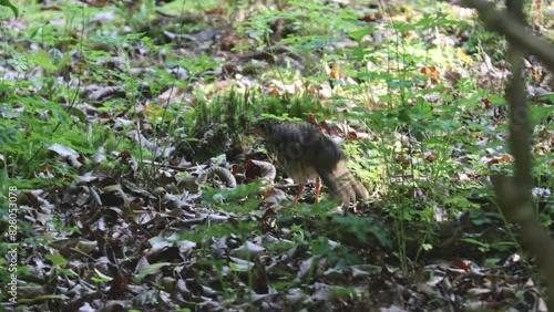 Scaly Thrush that imitate moles and drive out worms 