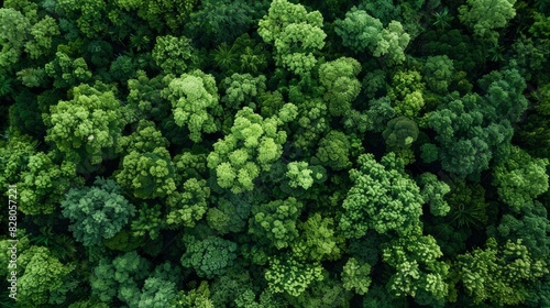 Aerial top view of green trees in forest. Drone view of dense green tree captures CO2. Green tree nature background for carbon neutrality and net zero emissions concept. Sustainable green environment.