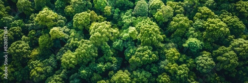 Aerial top view of green trees in forest. Drone view of dense green tree captures CO2. Green tree nature background for carbon neutrality and net zero emissions concept. Sustainable green environment.