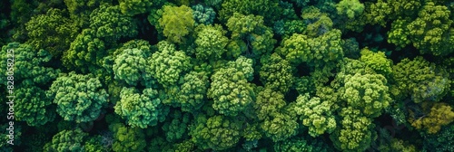 Aerial top view of green trees in forest. Drone view of dense green tree captures CO2. Green tree nature background for carbon neutrality and net zero emissions concept. Sustainable green environment. © Mentari